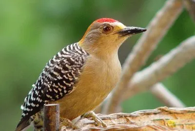 Carpintero