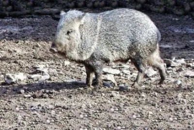 Baquiro