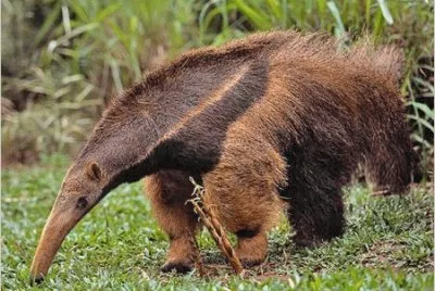 Oso Hormiguero