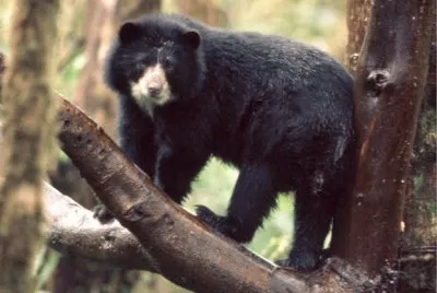 Oso Frontino