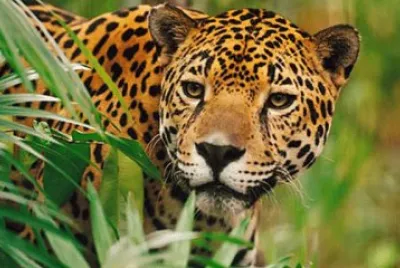 Jaguar 01