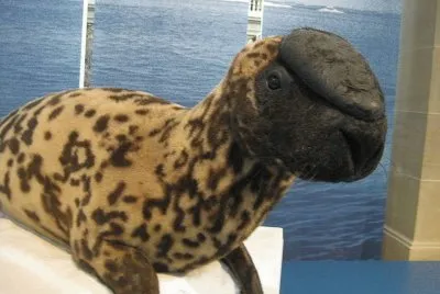 פאזל של Foca Capuchina