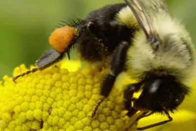 פאזל של Abejorro con corbÃ­cula llena de polen
