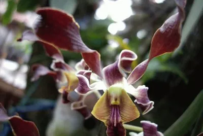 פאזל של Dendrobrium Helix