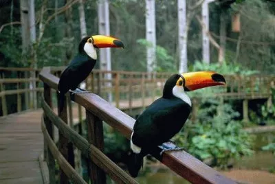 Tucano