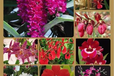 orquideas jigsaw puzzle