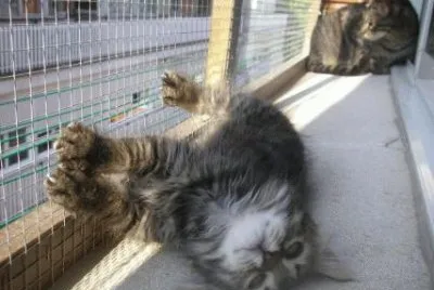 Gato encerrado