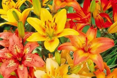fleurs: lys jigsaw puzzle