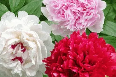 fleurs: pivoines jigsaw puzzle