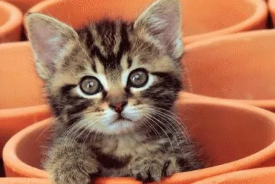 chaton