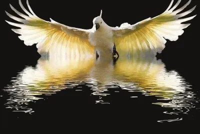 oiseau jigsaw puzzle
