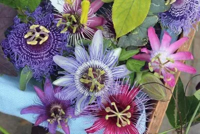 flor de maracujÃ¡ jigsaw puzzle