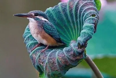 - beija flor,(#) jigsaw puzzle