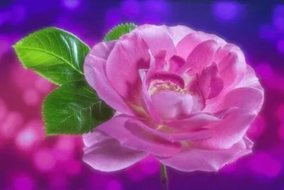 In the Pink jigsaw puzzle