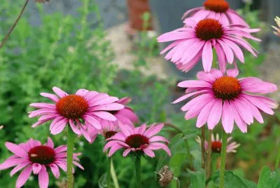 fleurs jigsaw puzzle