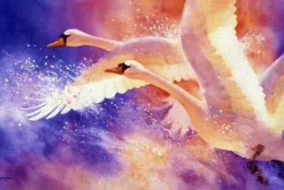 Swans in Flight