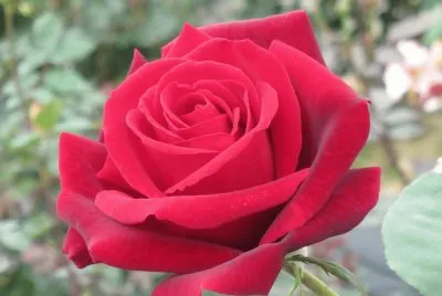 çŽ«ç‘° jigsaw puzzle