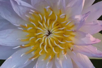 flower close up jigsaw puzzle