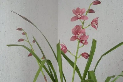 orchidÃ©e jigsaw puzzle