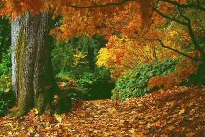 Paisatje jigsaw puzzle