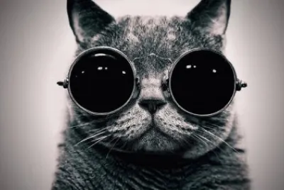 gato cat