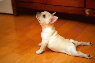 פאזל של dog
