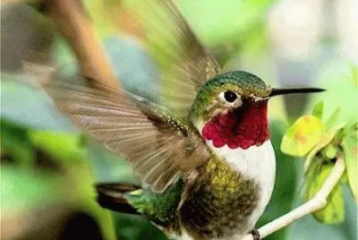- beija flor,(q)