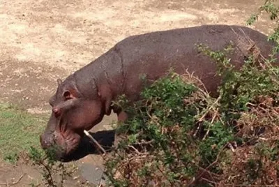 Rinoceronte jigsaw puzzle