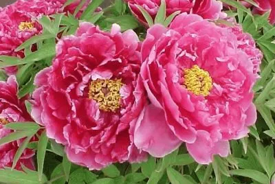 Peonia suffruticosa