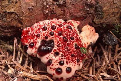 Hongo diente sangrante - Hydnellum peckii