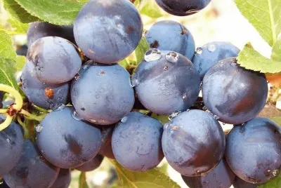 Endrino - Prunus spinosa