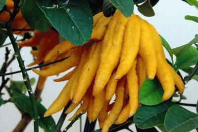 Mano de BudaÂ (Citrus medicaÂ var.Â sarcodactylis)