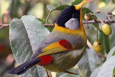 pajarito