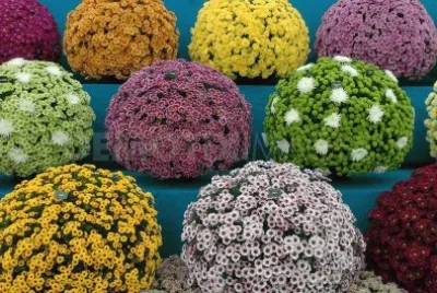 flores jigsaw puzzle