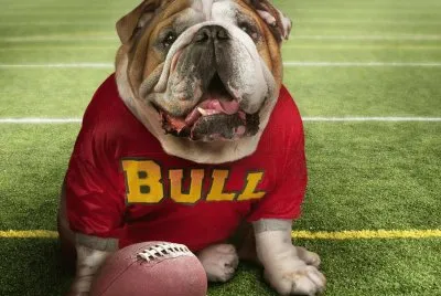 dog bull