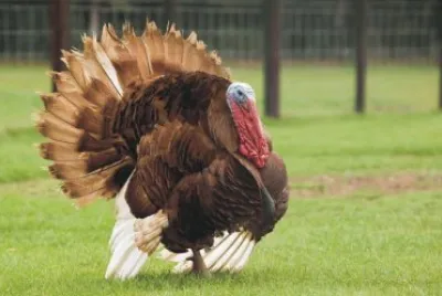 GUAJOLOTE jigsaw puzzle