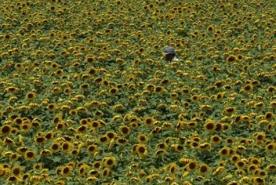 campo de girasol jigsaw puzzle