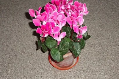 cyclamen jigsaw puzzle
