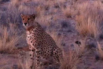 Chita da Namibia jigsaw puzzle