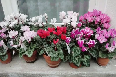cyclamens