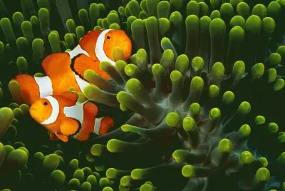 pesce pagliaccio