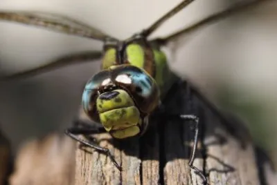 libellula