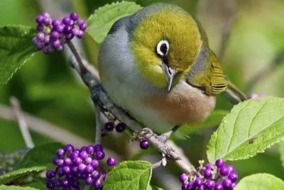 aves