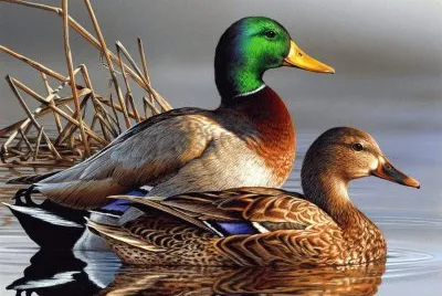 aves