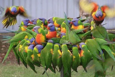 פאזל של aves