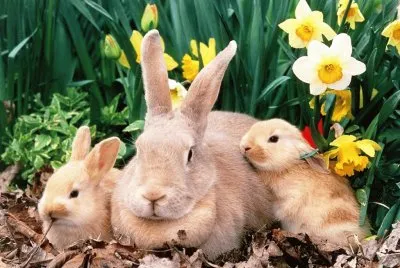 פאזל של mom#162