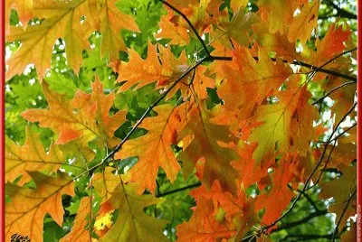 feuilles de chÃªne