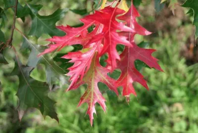 feuilles de chÃªne