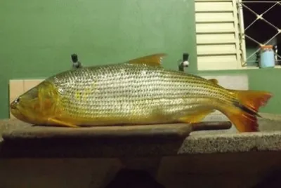 O Peixe jigsaw puzzle