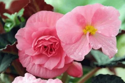 פאזל של begonia